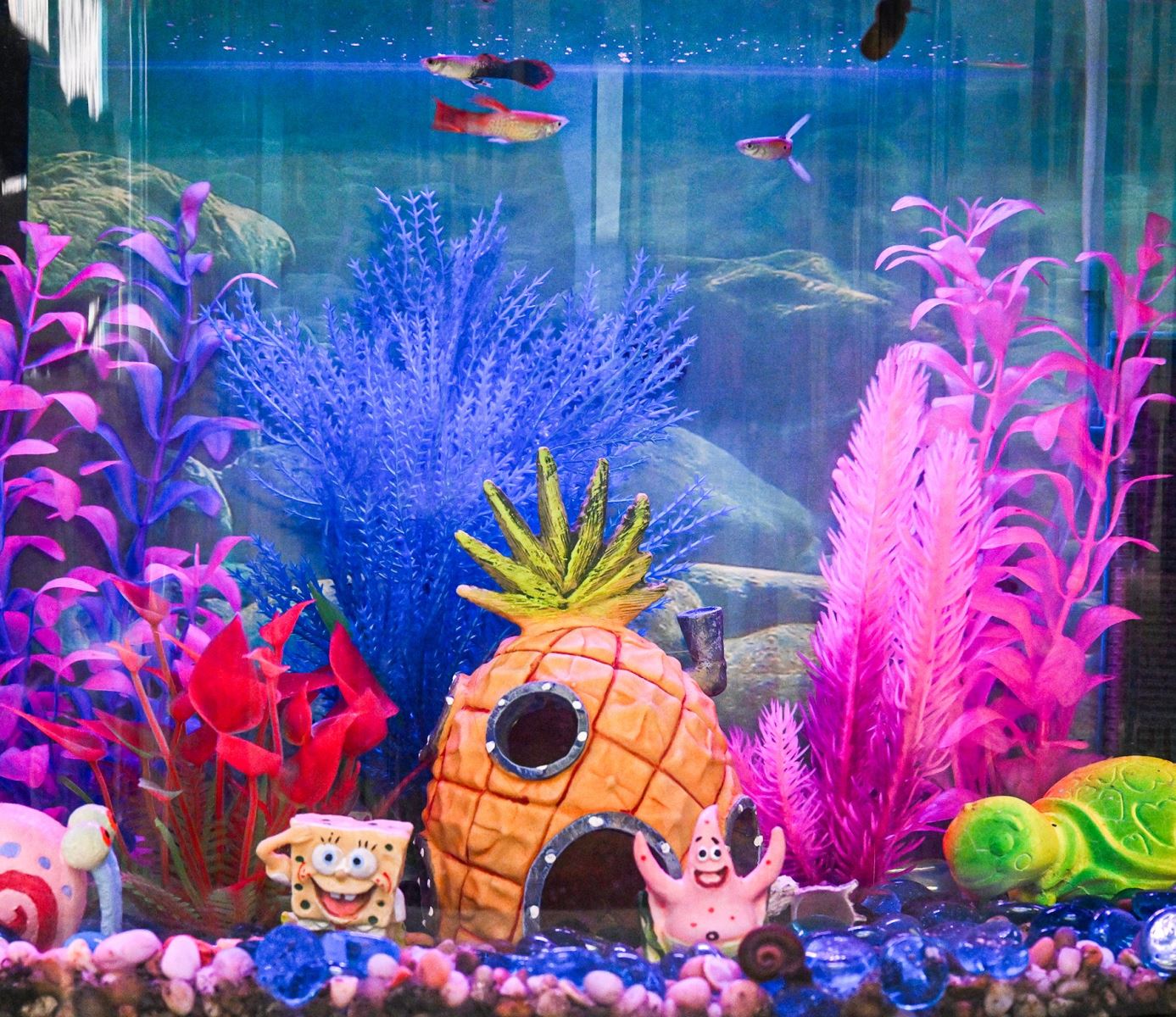 The Three Amigos swim in their fish tank.