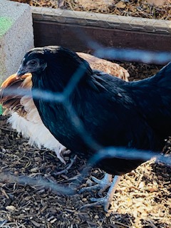 Black chicken