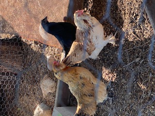 Three chickens